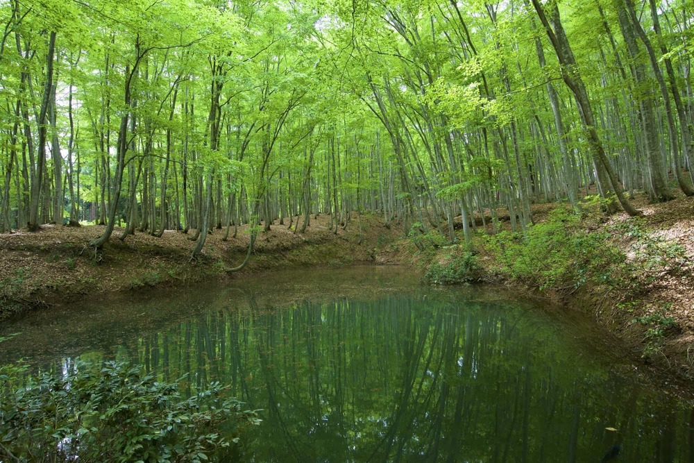 Vẻ đẹp xanh mát của rừng Bijin-bayashi vào mùa hè