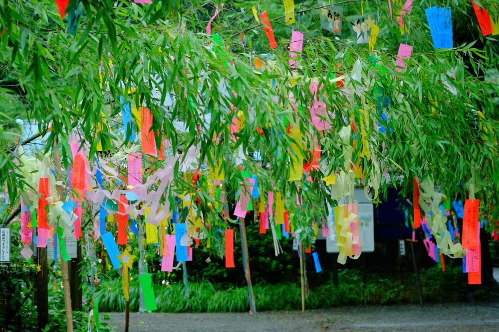 Những dải giấy ước nguyện Tanzaku đầy màu sắc trong lễ hội Tanabata