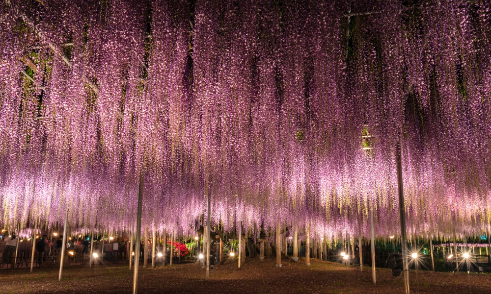 Chắc chắn bạn sẽ choáng ngợp trước vẻ đẹp của “rừng” hoa Tử Đằng