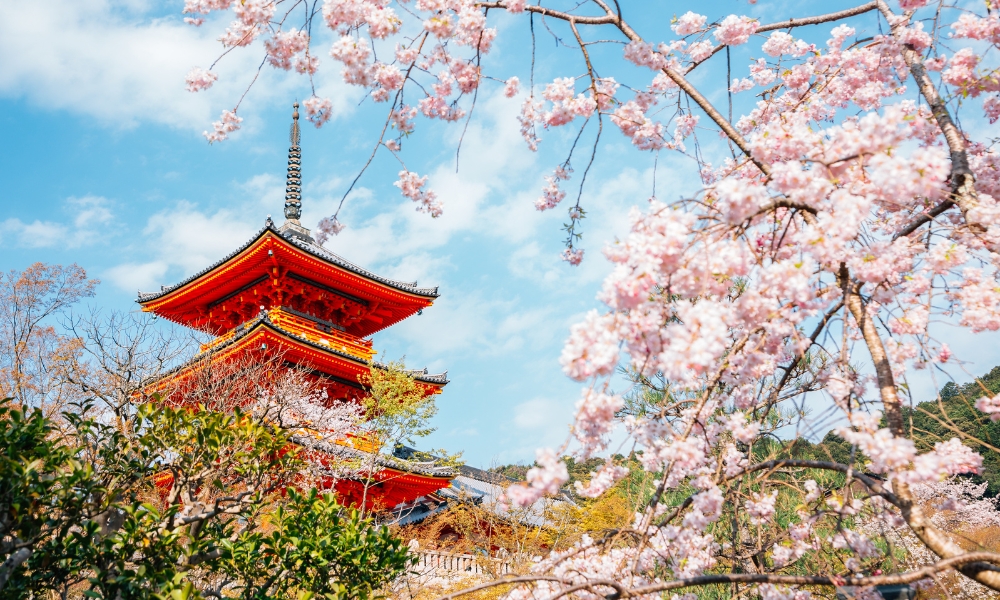 Cố đô nước Nhật mang phong vị rất khác vào mùa xuân