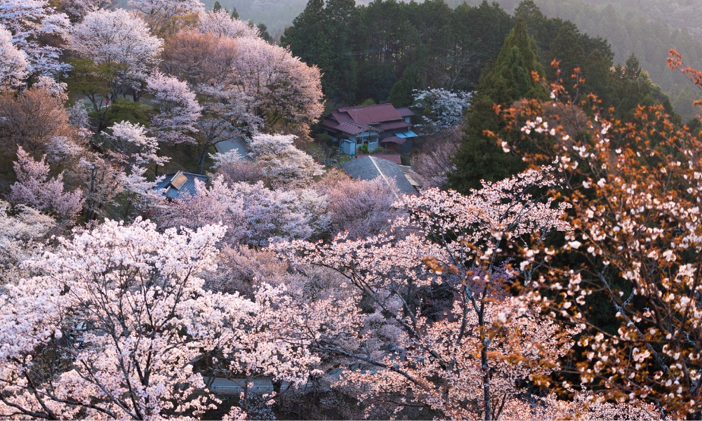 Ngắm hoa trên núi sẽ rất khác với ngắm hoa giữa thành phố