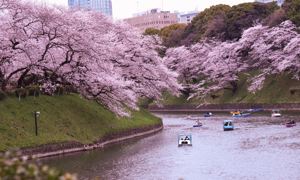 Miền Bắc Nhật Bản có hoa anh đào nở muộn hơn các vùng khác