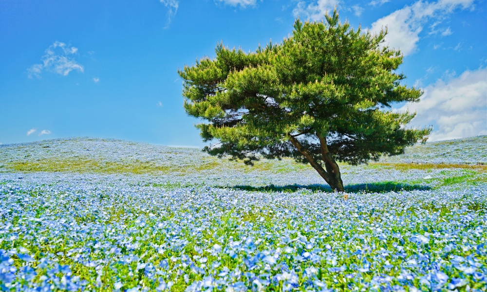 Khung cảnh trước mắt là biển hoa xanh mướt chắc chắn sẽ vô cùng khó quên