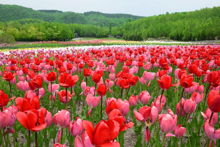 Cánh đồng hoa tulip khoe sắc tại Công viên quốc gia Takino Suzuran Hillside