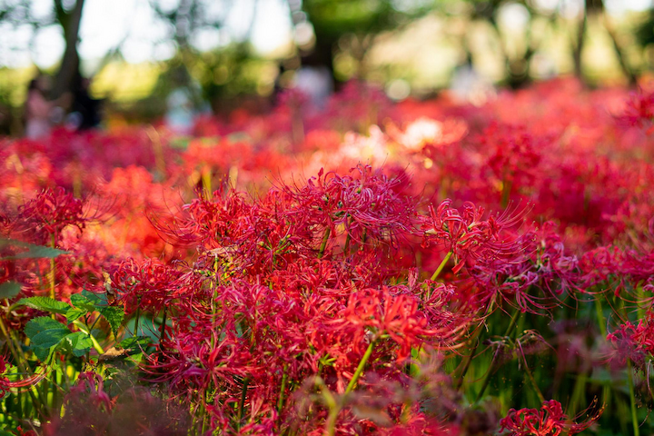 Hàng triệu bông hoa Bỉ Ngạn nở rộ rực rỡ tại Kinchakuda Manjushage Park