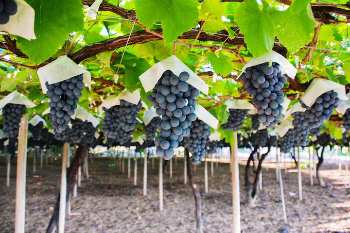 Hái nho trực tiếp tại vườn mang đến những trải nghiệm thú vị cho du khách