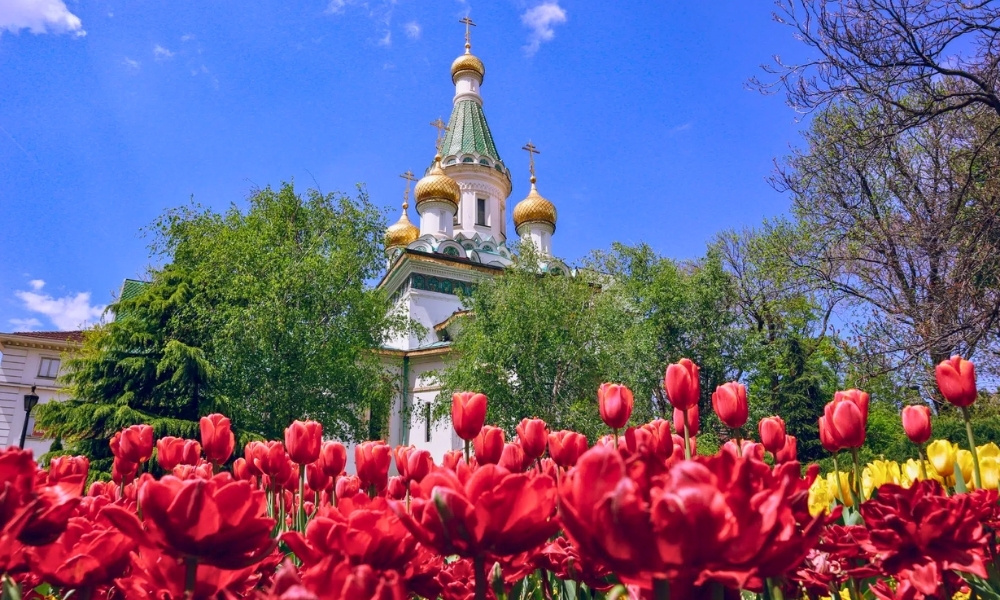 Mùa xuân nước Nga rực rỡ sắc hoa tulip trước nhà thờ mái vòm hành tây đặc trưng