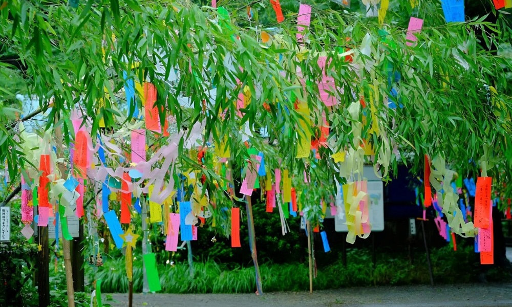 Dải giấy tanzaku treo trên cành tre mang theo điều ước về may mắn và hạnh phúc 