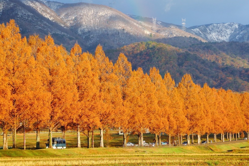 Mùa thu ở Shiga rực rỡ sắc vàng với hàng cây thủy sam