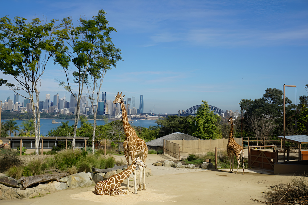 Du khách có thể ngắm nhìn các loài động vật hoang dã tại Taronga Zoo