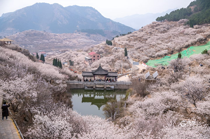 Thanh Đảo rực rỡ sắc hoa, khí trời trong lành, thích hợp để dạo chơi và ngắm cảnh.