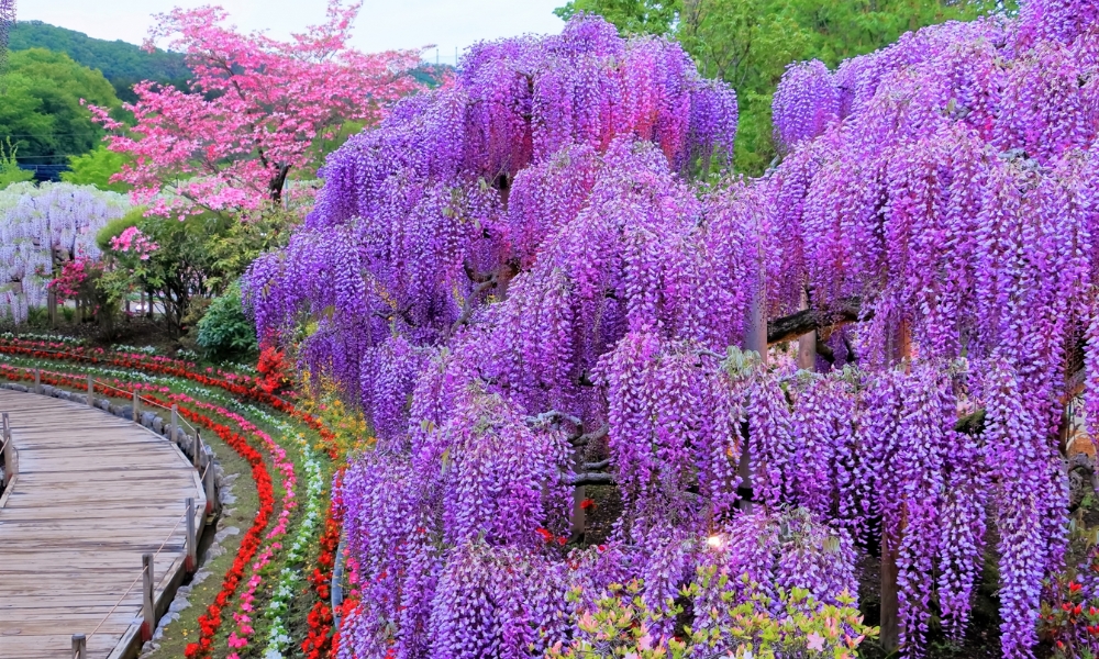 Tochigi mang vẻ đẹp hoà quyện giữa văn hoá và thiên nhiên