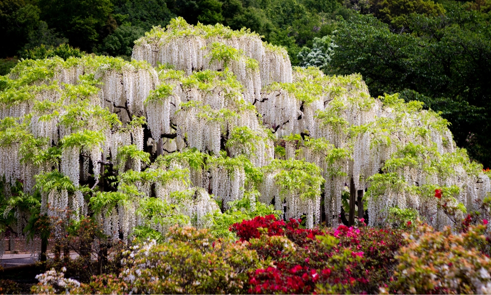 Hoa tử đằng đủ mọi màu sắc ở Ashikaga sẽ lần lượt nở từ giữa tháng 4 đến giữa tháng 5