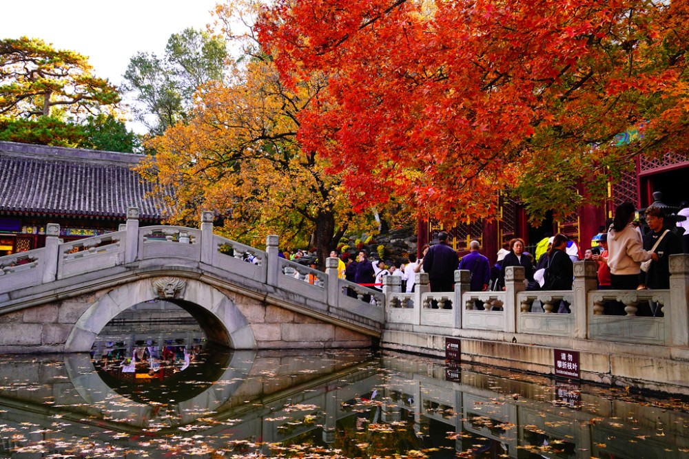 Lá ngân hạnh vàng rực trong công viên Hương Sơn, Bắc Kinh