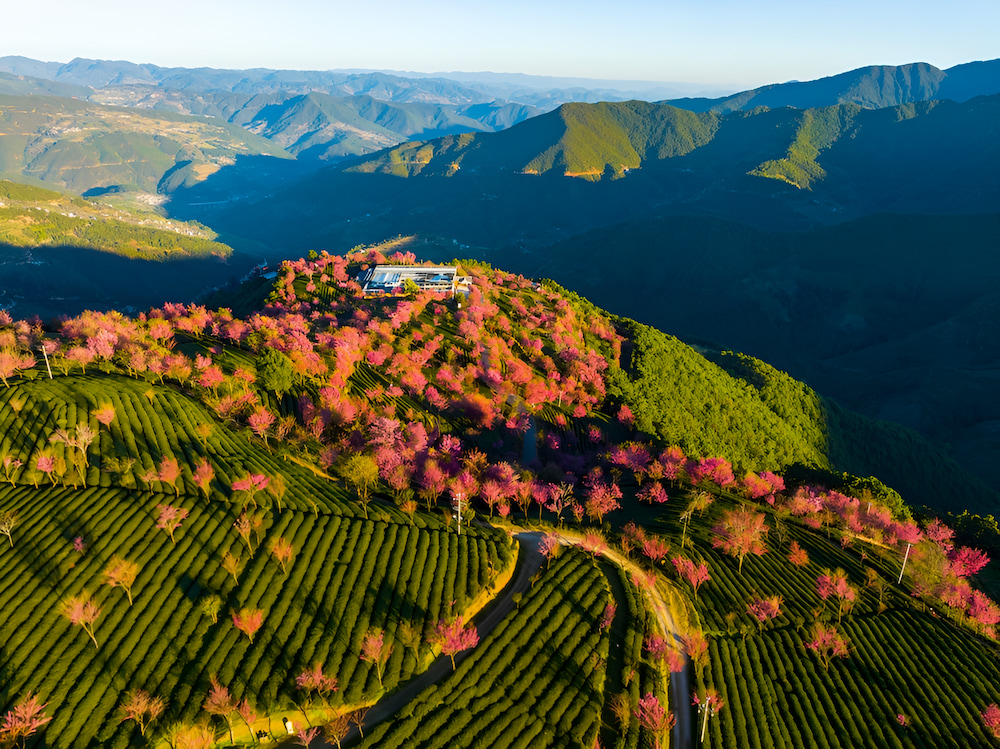 Núi Wuliang với khung cảnh hoa anh đào nở rộ vào tháng 11