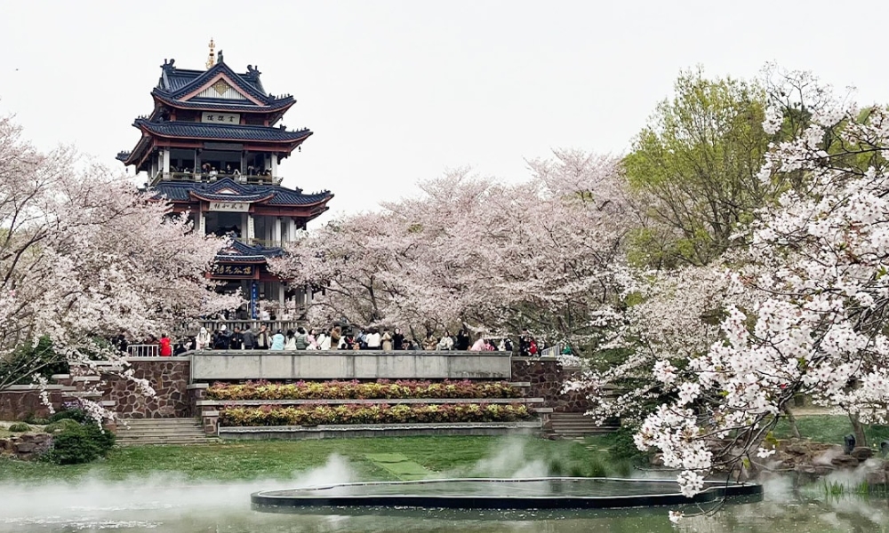 Hoa mận chính là loài hoa mai kiêng cường của xứ sở Tỷ Dân