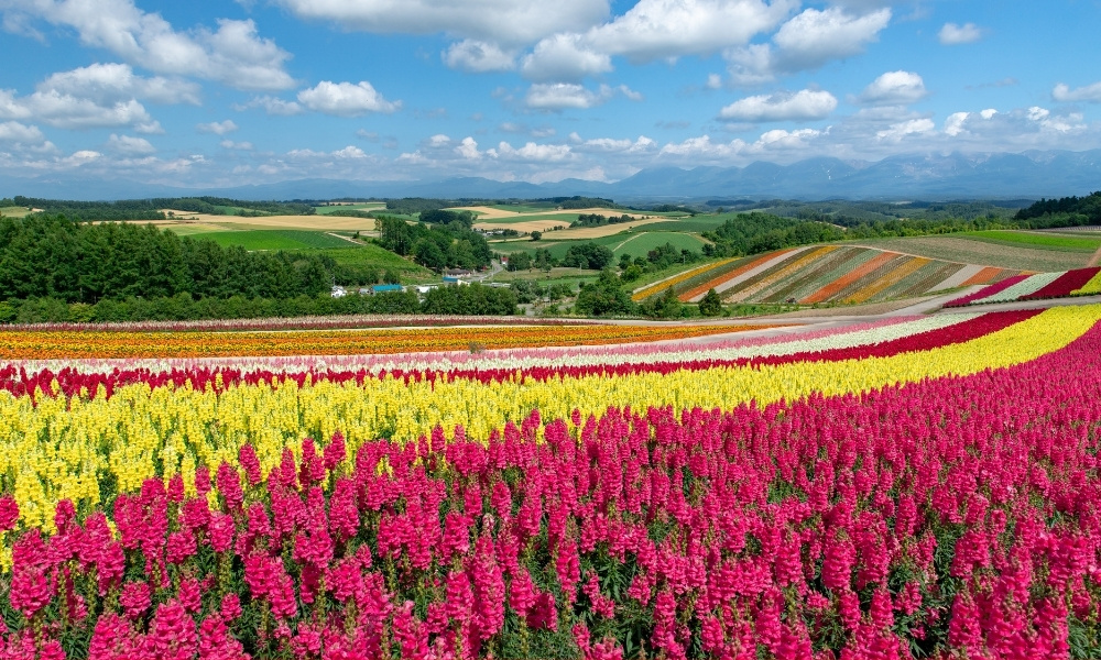 Tháng 3 mang vẻ đẹp trời xuân rực rỡ với khung cảnh hoa nở khắp các vùng miền