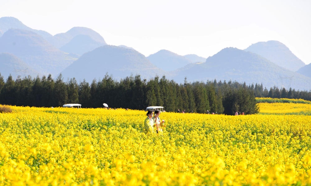 Hãy ghé qua cánh đồng hoa cải dầu vàng rực tại La Bình để check in.