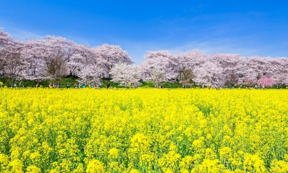 Say đắm trước khung cảnh hoa cải dầu vàng rực hòa cùng sắc hồng hoa anh đào tại Vụ Nguyên mùa xuân