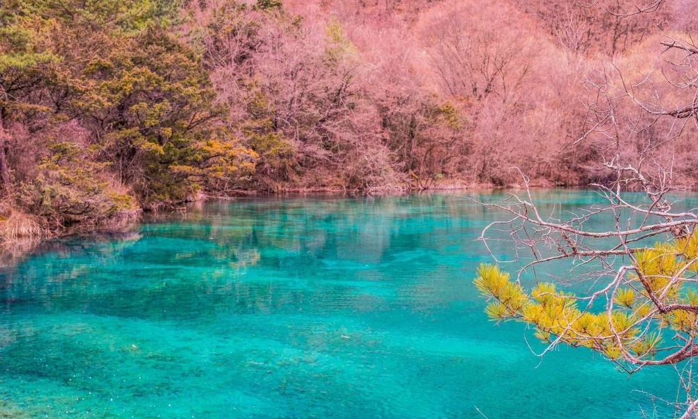 Thưởng ngoạn mặt hồ xanh ngọc bích giữa khung cảnh rừng cây nhuộm sắc hồng tại Cửu Trại Câu