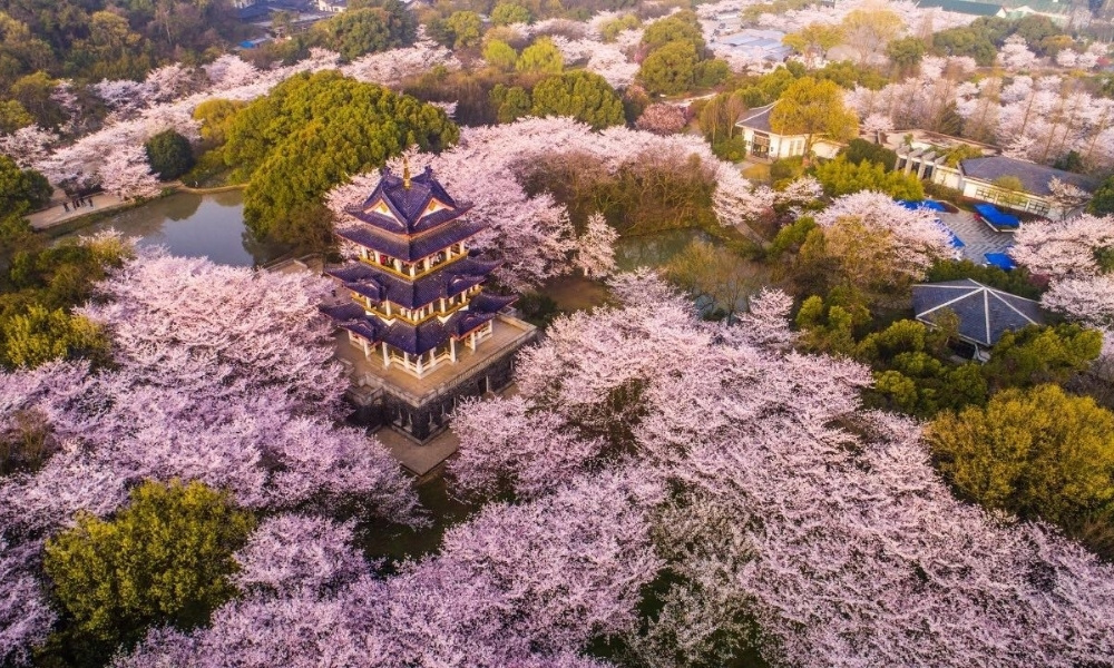 Nguyên Đầu Châu khoác lên mình tấm áo hồng rực rỡ của hoa anh đào