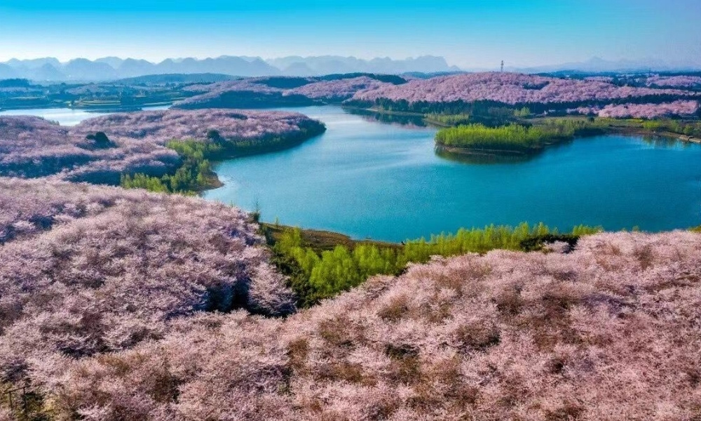 Ngỡ ngàng trước rừng anh đào Quý Châu bung nở rực rỡ trong sắc xuân