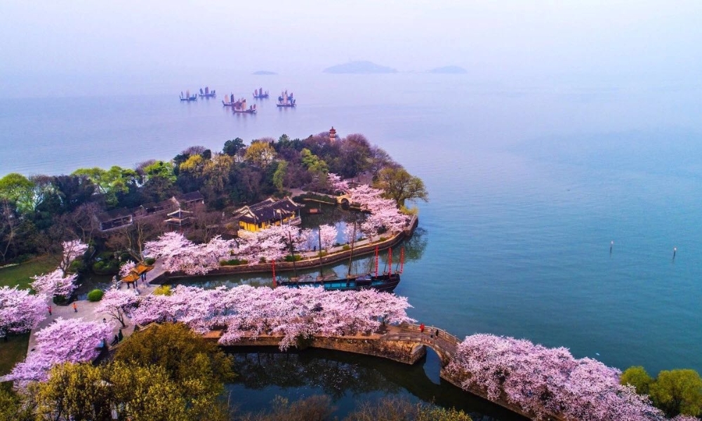 Sắc hồng rực rỡ tại Lễ hội hoa anh đào bên hồ Thái Hồ, Vô Tích