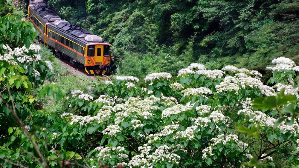 Khoảnh khắc hoa tung trắng muốt nở rộ rực rỡ tại Lễ hội Hoa Tung