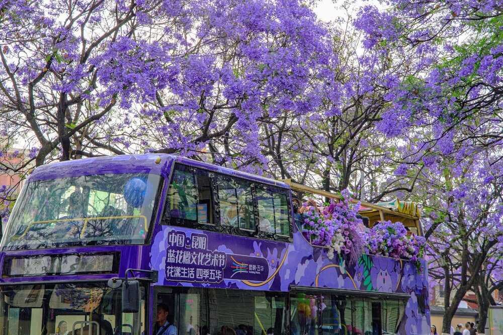 Hoa phượng tím nở dọc phố Jiaochang – một trong những điểm check-in được yêu thích nhất Côn Minh mùa này 