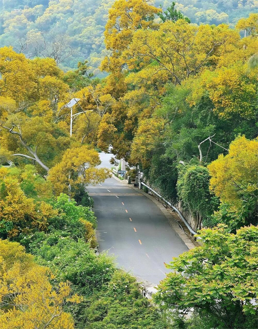 Con đường rợp bóng cây ở Hạ Môn vào tháng 5