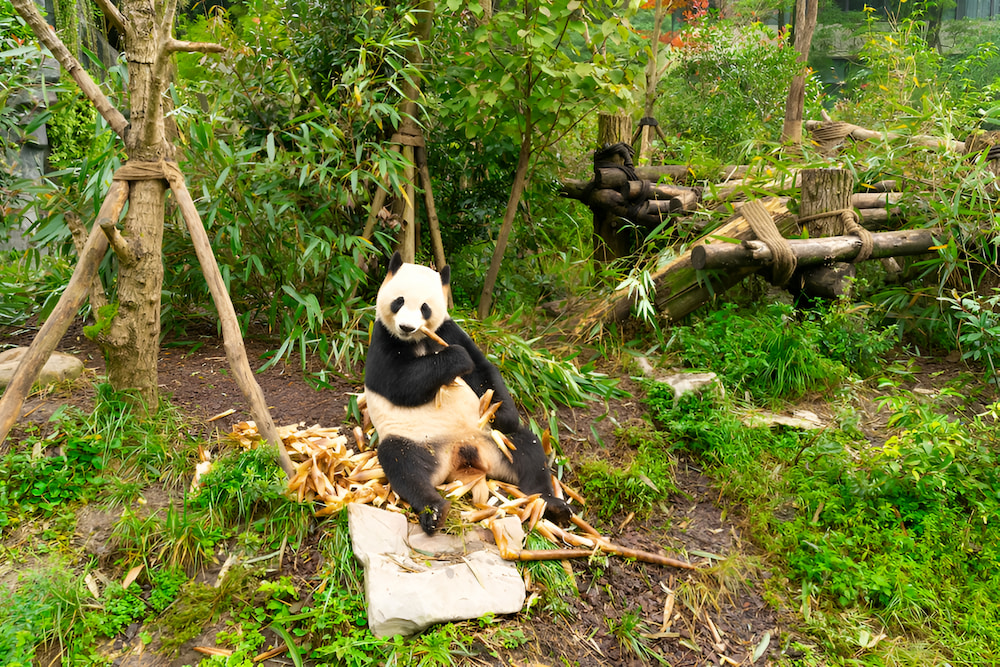 Công viên Gấu Trúc Thành Đô là nơi sinh sống của hơn 240 cá thể Gấu Trúc