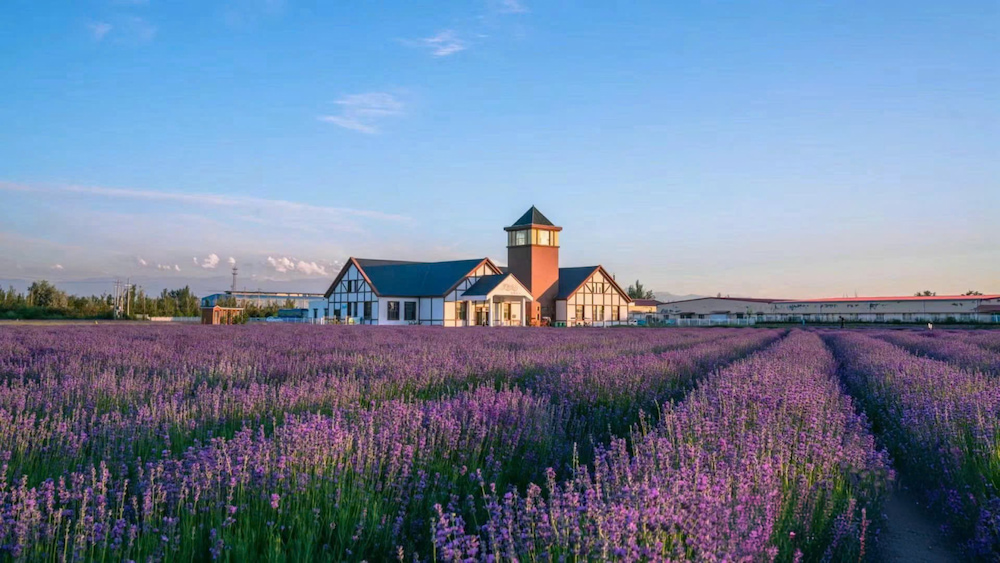 Những cánh đồng hoa oải hương rực rỡ níu chân mọi du khách ghé thăm