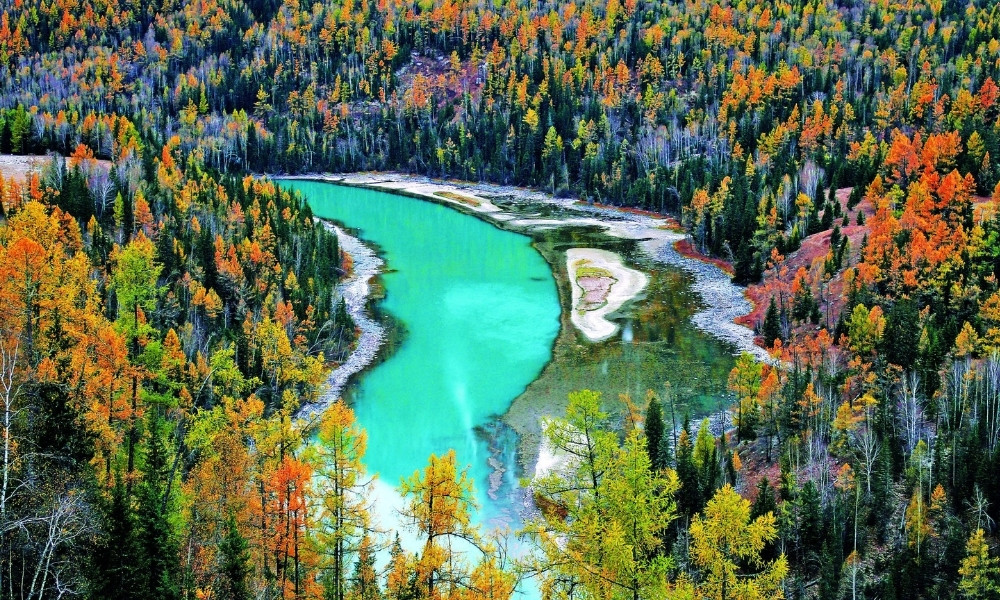 Hồ Kanas xanh ngọc bích uốn lượn giữa rừng bạch dương vàng rực mùa thu ở Tân Cương