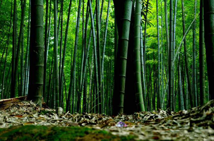 Thưởng ngoạn cảnh sắc thiên nhiên xanh mướt, trong lành tại rừng tre Tứ Xuyên