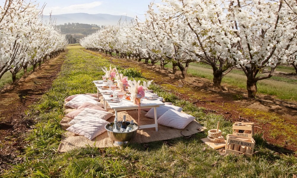 Cánh đồng hoa anh đào nở rộ giữa thung lũng Yarra mỗi độ xuân về