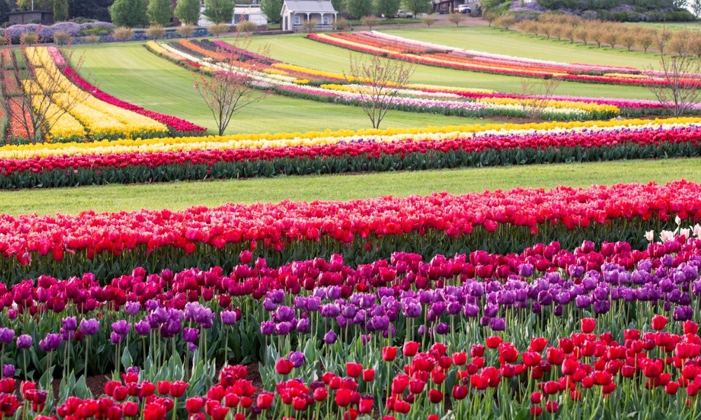 Những cánh đồng tulip rực rỡ sắc màu tại lễ hội hoa lớn nhất bang Victoria