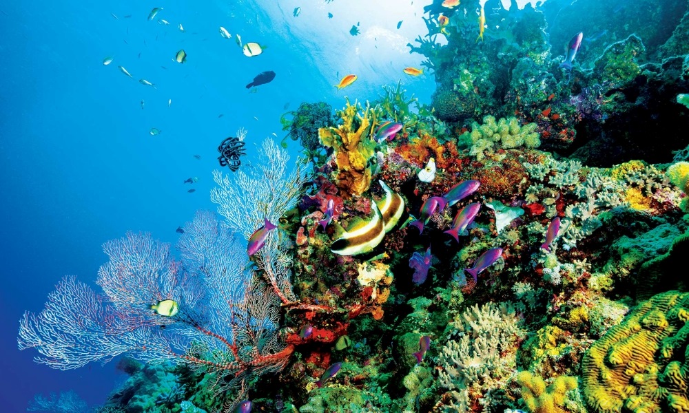 Great Barrier Reef - kỳ quan đại dương đa dạng và sống động nhất hành tinh