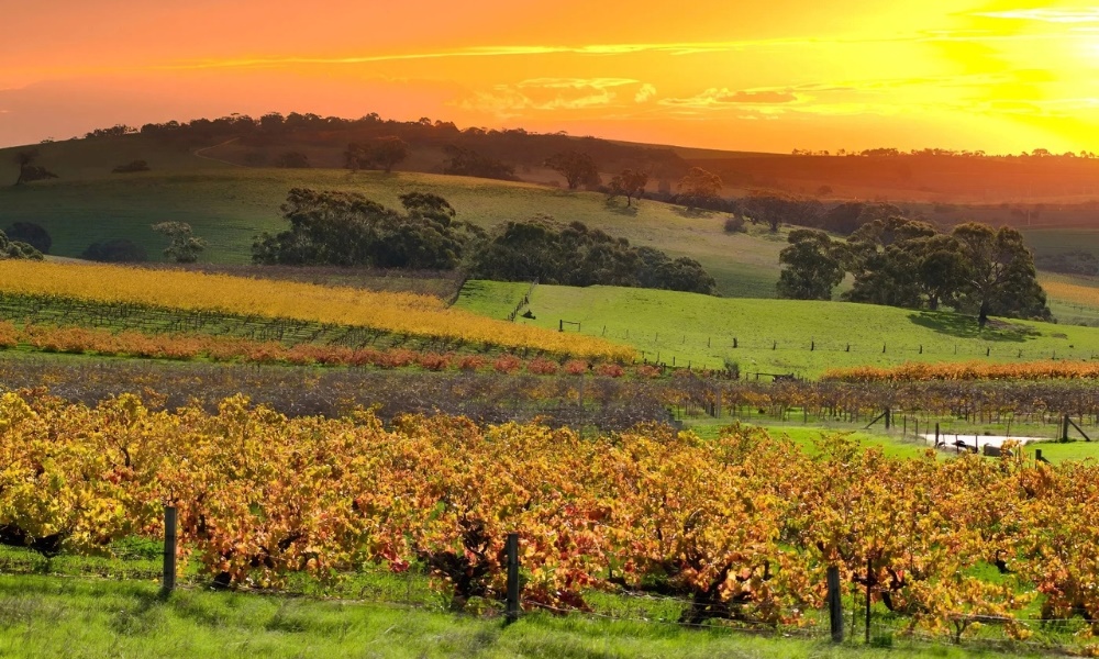 Barossa là vùng rượu vang nổi tiếng với những chai Shiraz đậm đà và trải nghiệm độc đáo