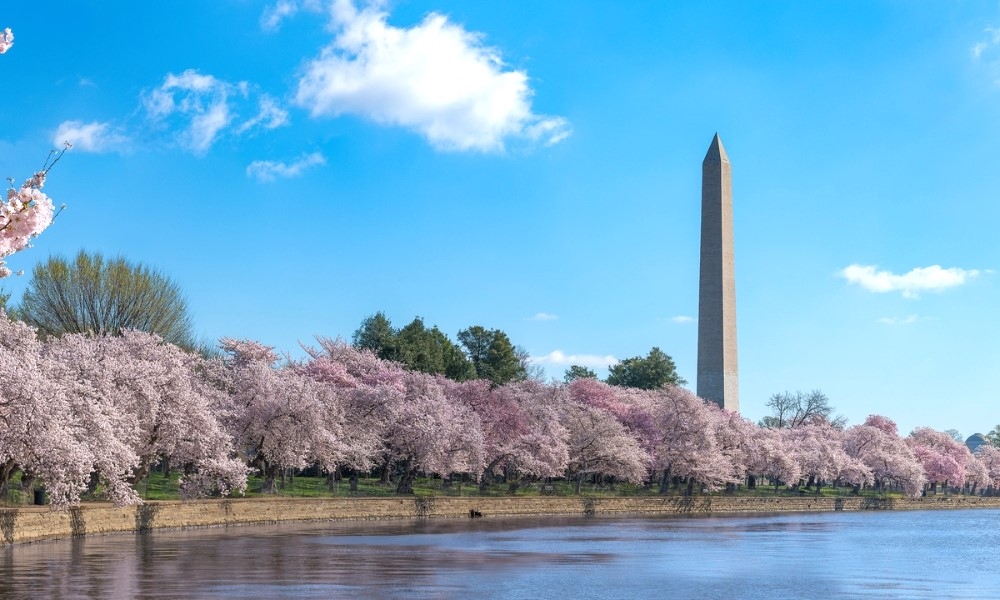 Hồ Tidal Basin rực rỡ trong mùa hoa anh đào