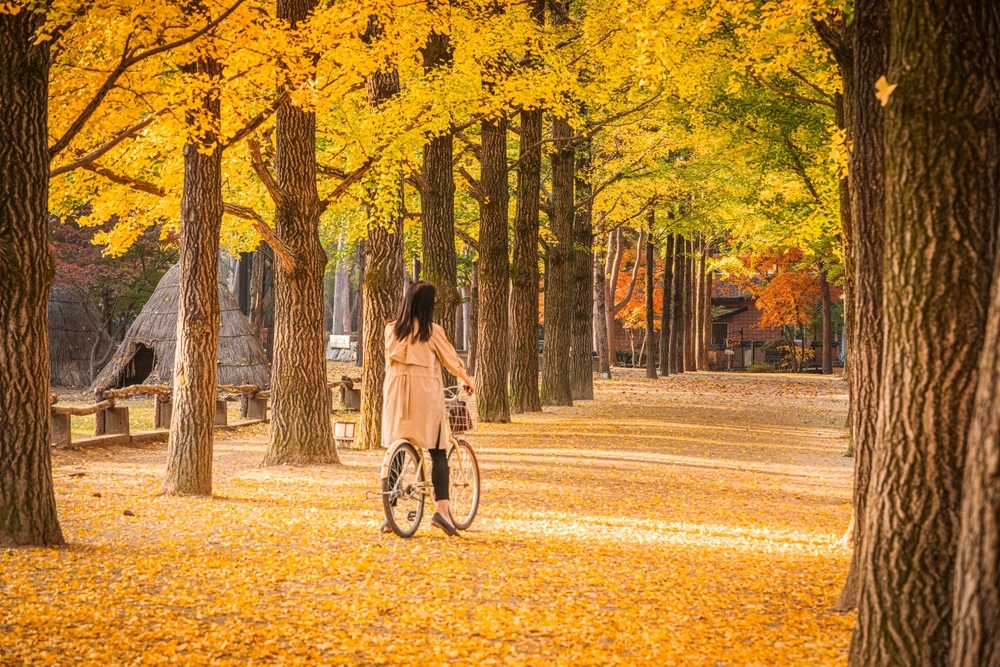 Đảo Nami mang vẻ đẹp nhẹ nhàng, bình yên với những cung đường rợp bóng cây