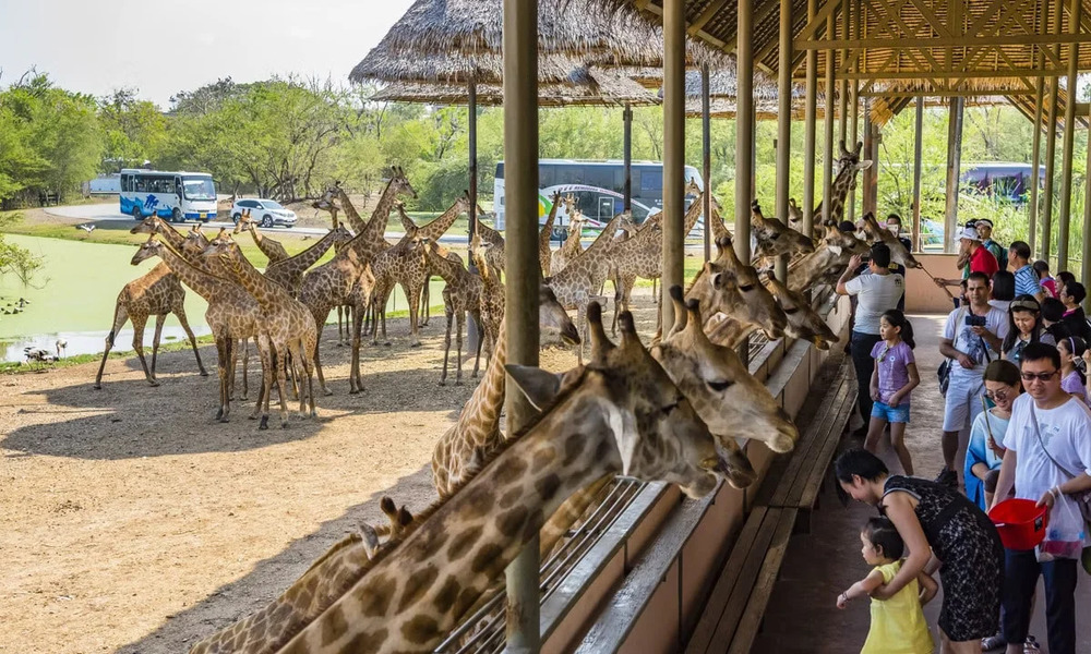 Hoạt động cho hươu cao cổ ăn là một trong những điểm nhấn tại Safari Park