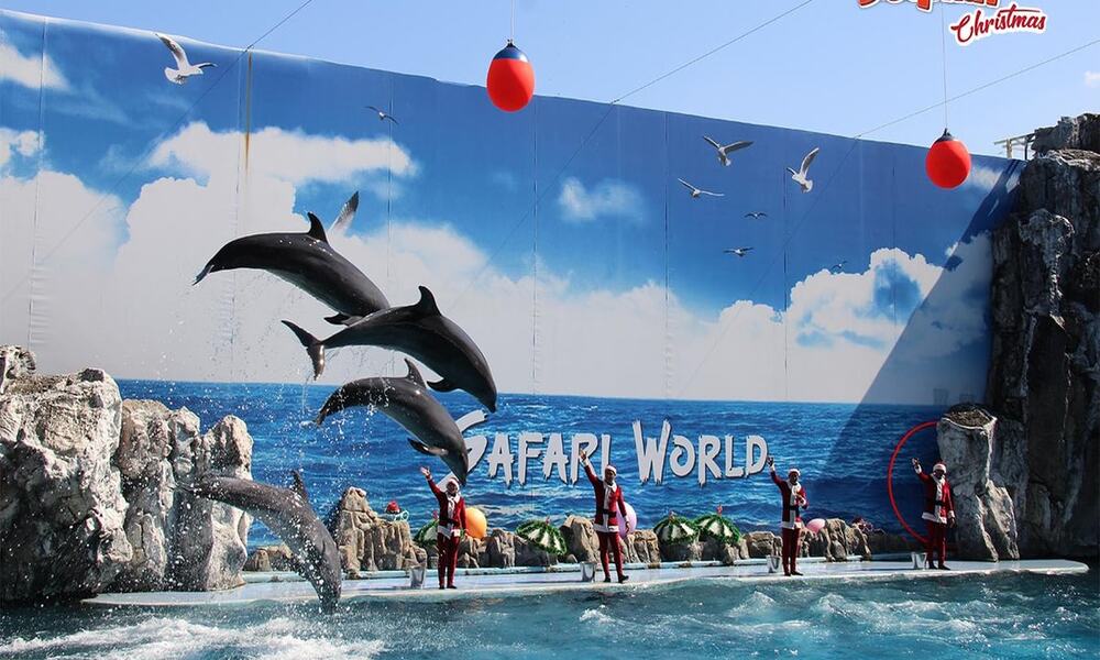 Tiết mục trình diễn cá heo là một trong những điểm nhấn nhận được sự quan tâm lớn từ người xem