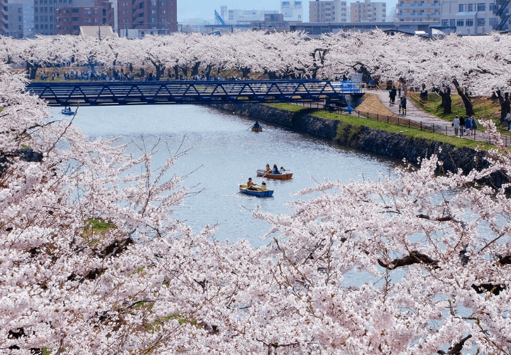Ngoài cảnh đẹp, Hokkaido luôn nổi tiếng thế giới với hải sản tươi ngon