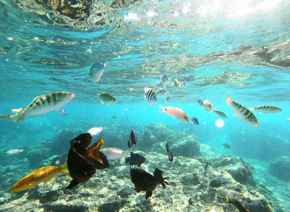 Du khách có thể lặn biển ngắm san hô và các loài cá rực rỡ sắc màu tại đảo Sesoko