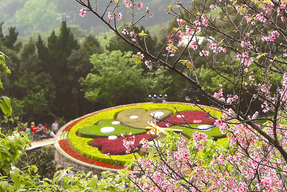 Trăm hoa khoe sắc trong lễ hội hoa tại công viên Dương Minh Sơn