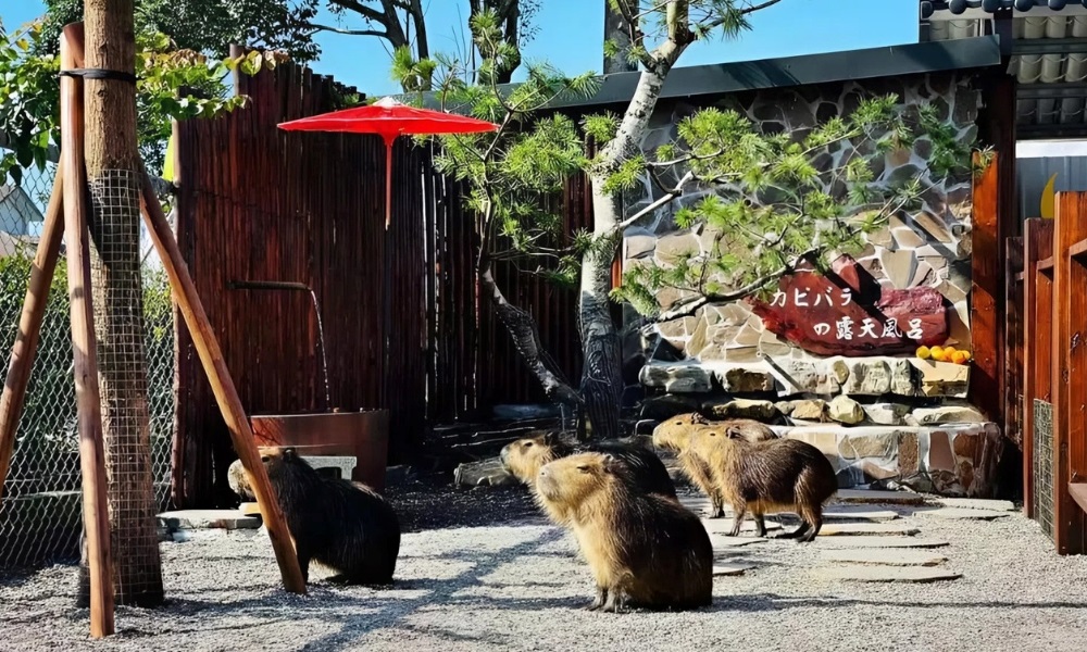 Trang trại Zhang Mei Ama với đa dạng động vật và trải nghiệm làm bánh truyền thống