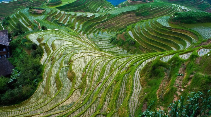 Những thửa ruộng bậc thang Long Tích hiện lên như một bức tranh thiên nhiên kỳ vĩ trên sườn núi