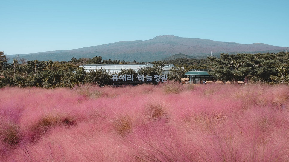 Cỏ hồng Pink Muhly