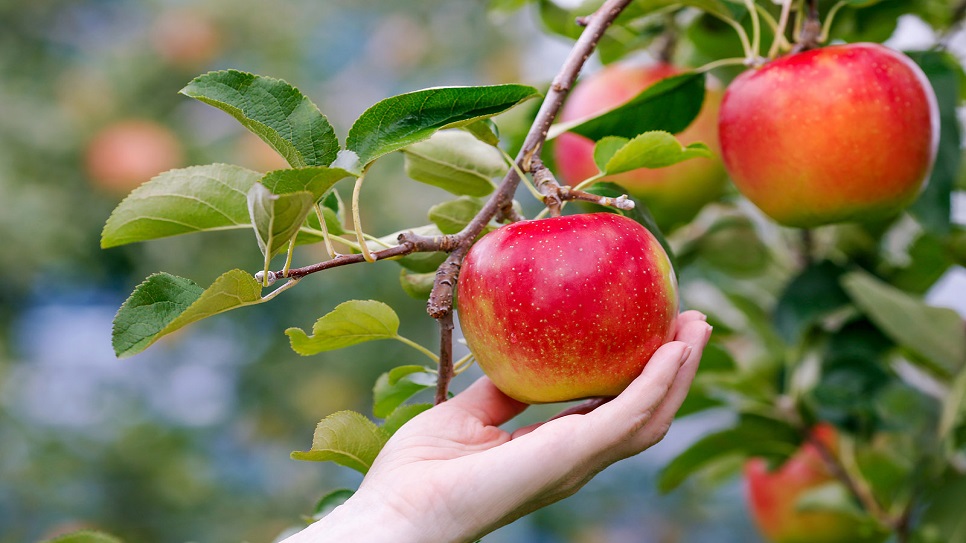 Trải nghiệm h&aacute;i tr&aacute;i c&acirc;y tại vườn