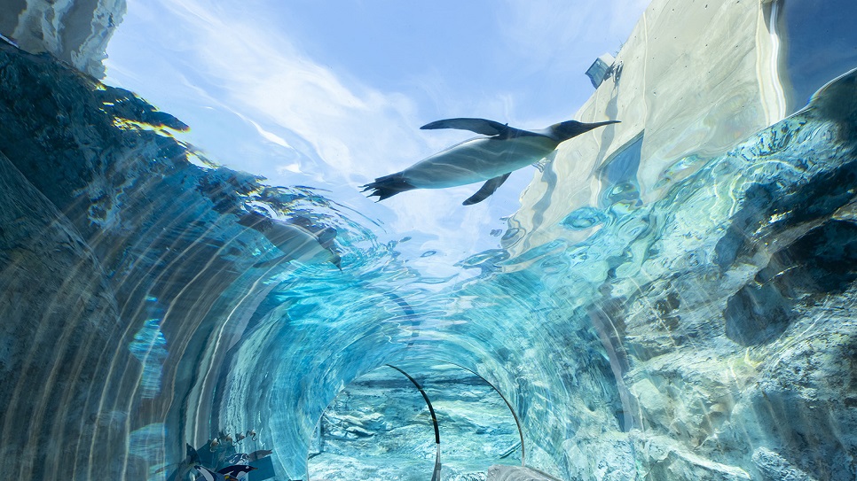 Đường hầm k&iacute;nh dưới nước tại Vườn th&uacute; Asahikawa